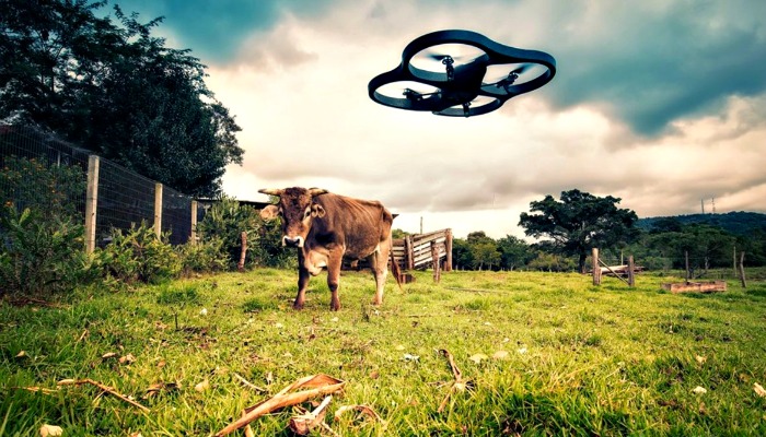 drone and cow